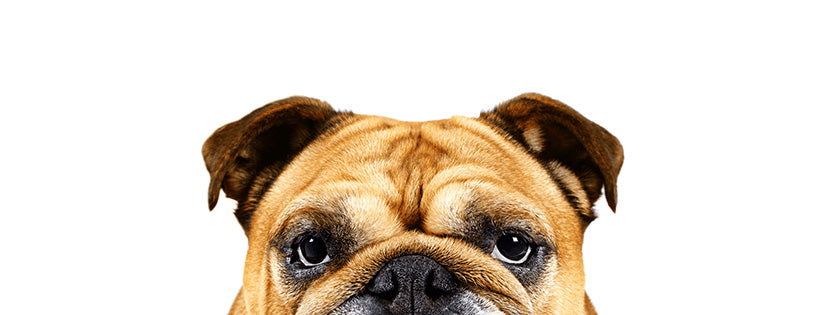 Bulldog Skincare